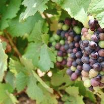 Grapes in a vineyard